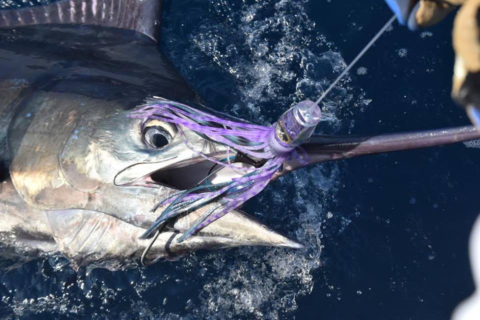 Lobo Lures #50 Typhoon Trolling Lure-Made in the USA Marlin trolling lure, Tuna Lure, Big Game Fishing Lure Blue Marlin Caught on Lobo Lures s