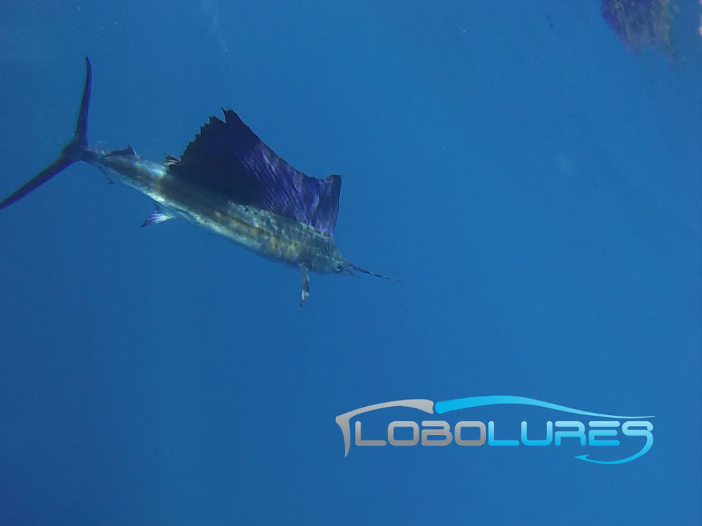 lobo-sportfishing - Fish Guatemala w/ Accommodations (Deposit Only) - Big Buoy Sportfishing - Charters