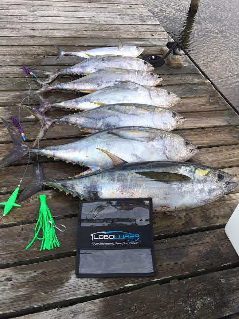Lobo Lures #206 Carolina Skipjack Hybrid UV Bullet Daisy Chain Tuna Trolling Lure, Tuna Trolling Daisy Chain Blue Fin Tuna, North Carolina Blue Fin Tuna , Wicked Tuna